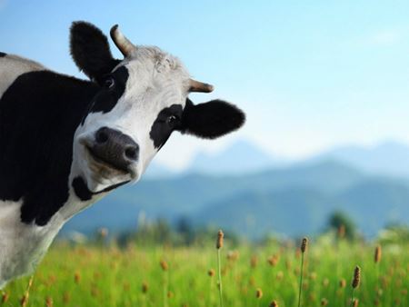 Снимка за категория Агрегати за доене на крави